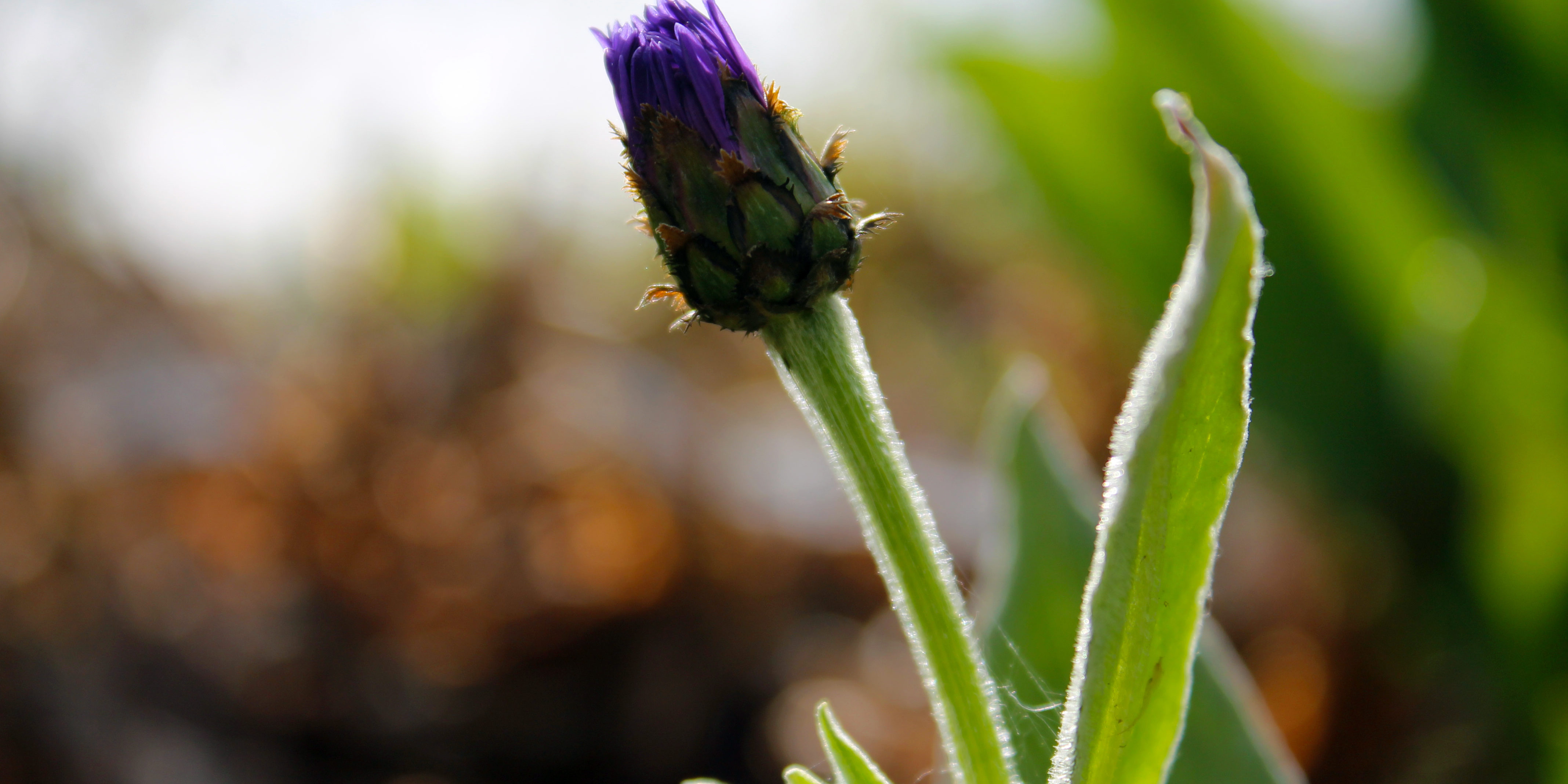 Centaurea